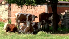 Farme se gase, staje su prazne