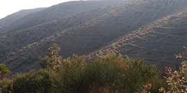 Nekadašnja terase - polja lavande na padinama otoka, Foto: Foto: Tatjana Rau/Glas Hrvatske/-