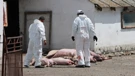 Euthanized pigs in Jagodnjak