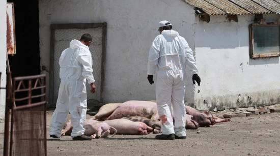 Euthanized pigs in Jagodnjak