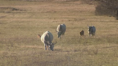 Izvorna Istra: Krave umjesto bazena