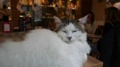 Cat Café, Budimpešta