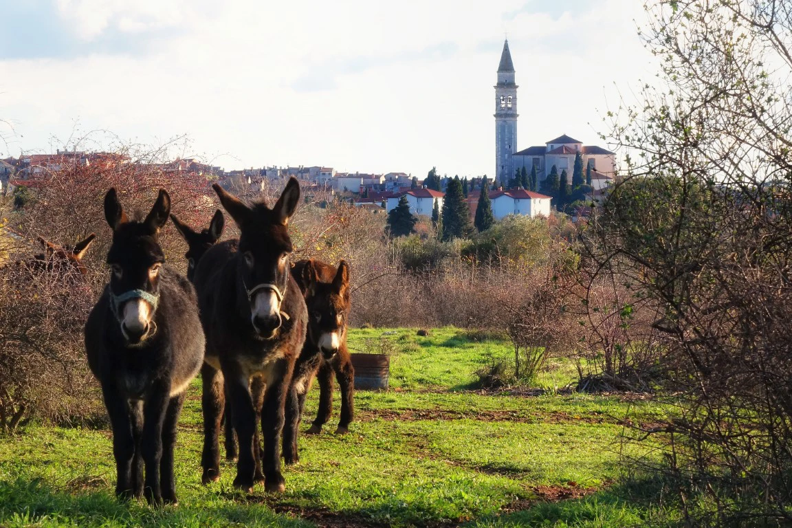 Panorama Vodnjana, Foto: Danilo Dragosavac/ustupljena fotografija