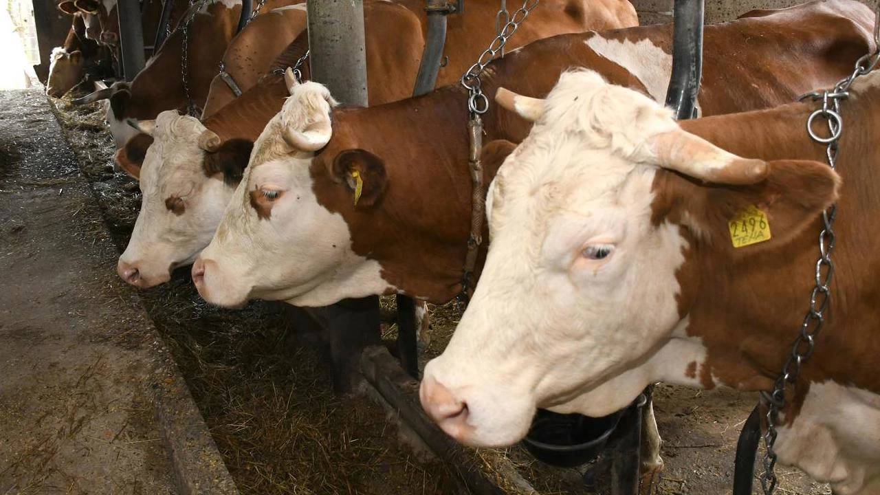 Proizvođači mlijeka prebacuju fokus na tov junadi kako bi opstali