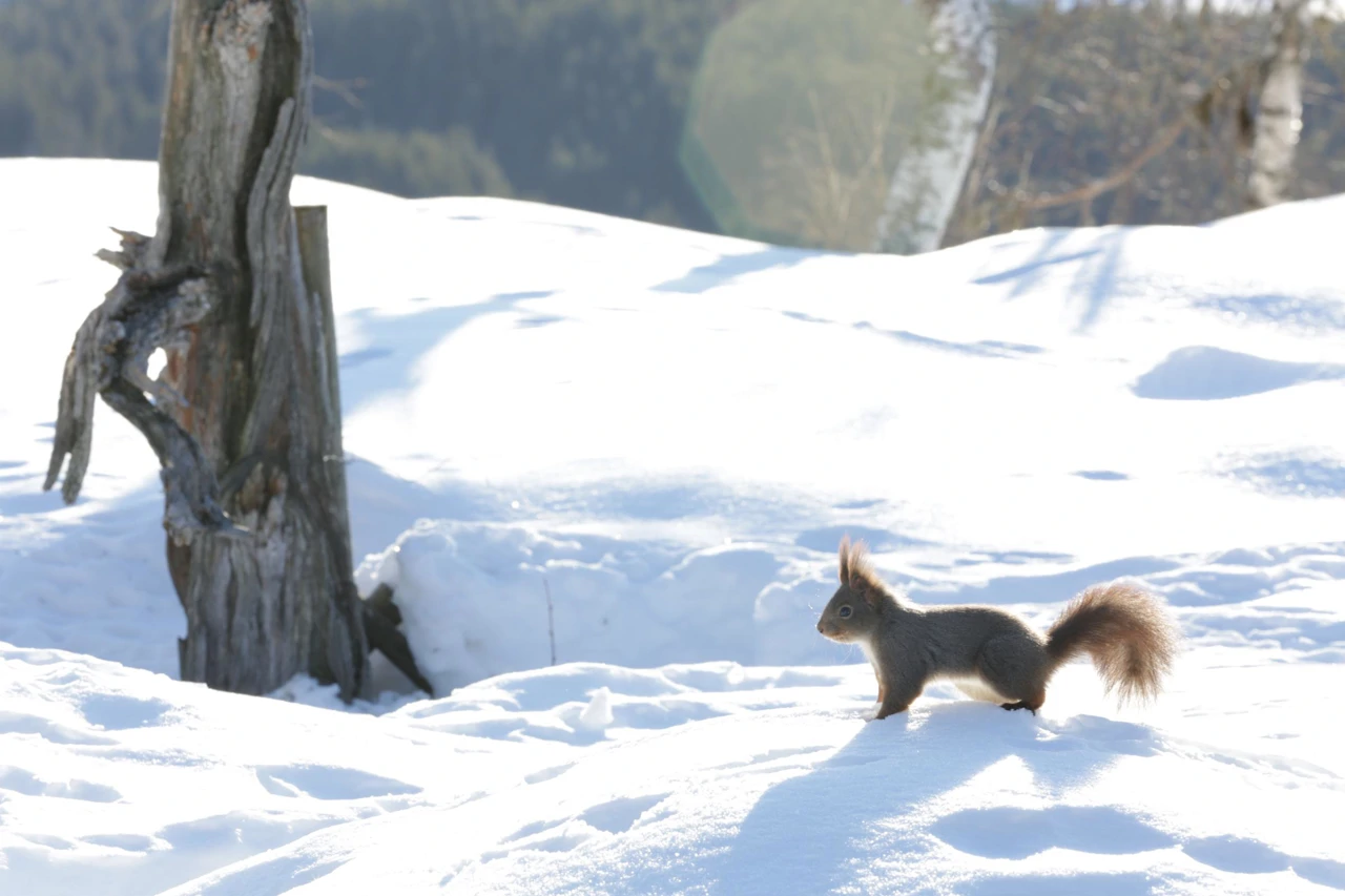 Nedjelja, 19. travnja na Drugom, Foto: Godina na planetu Zemlji/dokumentarna serija