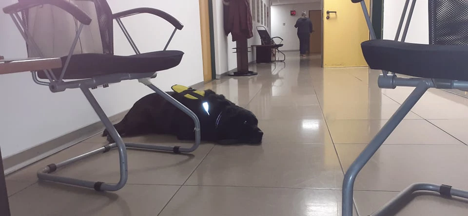 Pas pomagač Nina prije emisije