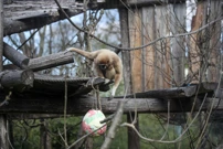 "Zekanje u ZOO", Foto: Slavko Midzor/PIXSELL