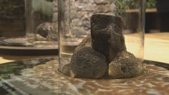 Muzej tartufa