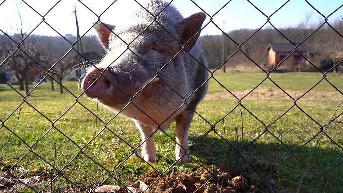 Kosher Bacon