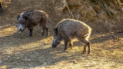 Počeo odstrel divljih svinja
