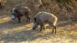 Počeo odstrel divljih svinja