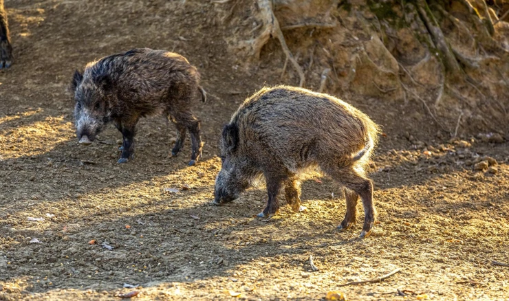 Počeo odstrel divljih svinja