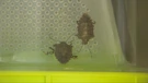 Azijska stjenica