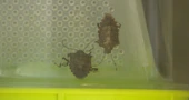 Azijska stjenica