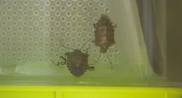 Azijska stjenica
