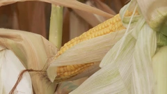 Potpora za poljoprivrednike