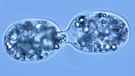 Dioba stanica