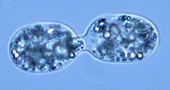 Dioba stanica