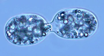 Dioba stanica