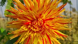 Boje sunca, boje života, dahlia