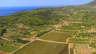 Vis- vinogradi i polja