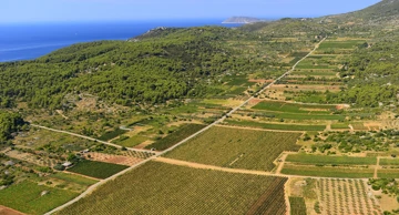 Vis- vinogradi i polja