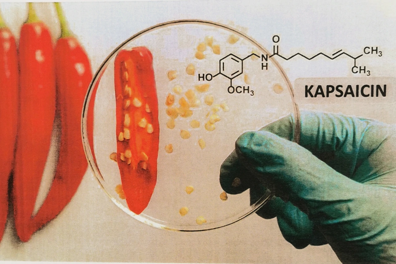 Kapsaicin