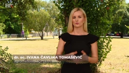 Ivana Čavlina Tomašević