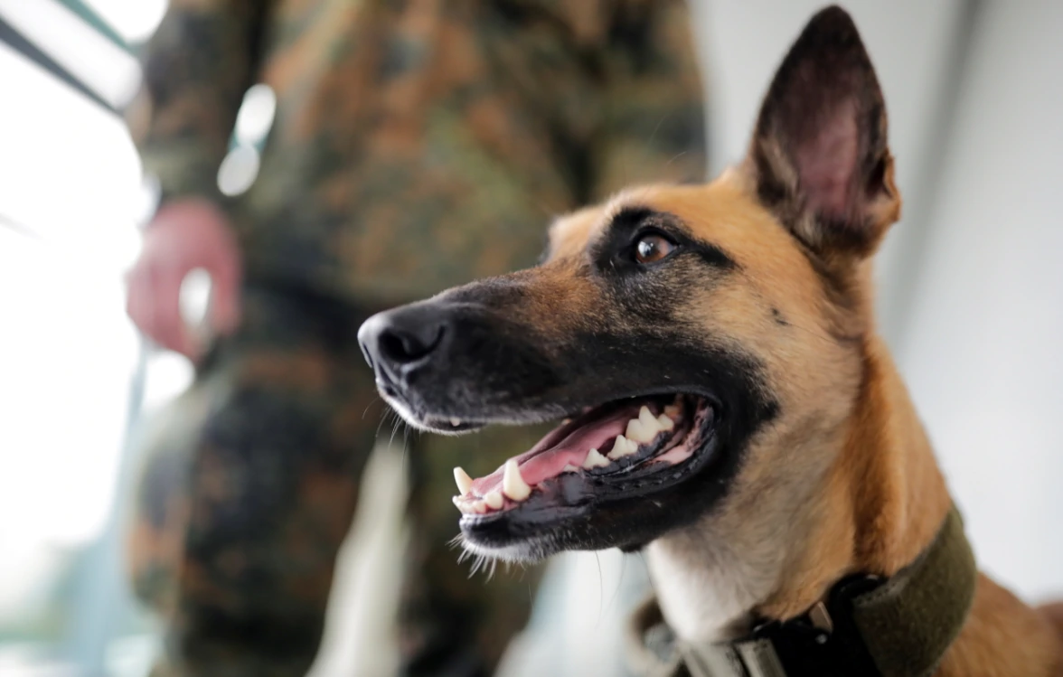 Filou, belgijska ovčarka, njuši COVID-19, Foto: Hannibal Hanschke /REUTERS