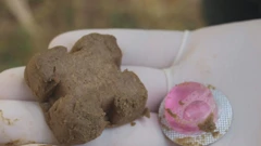 Milijun 'kolačića' s cjepivom protiv bjesnoće