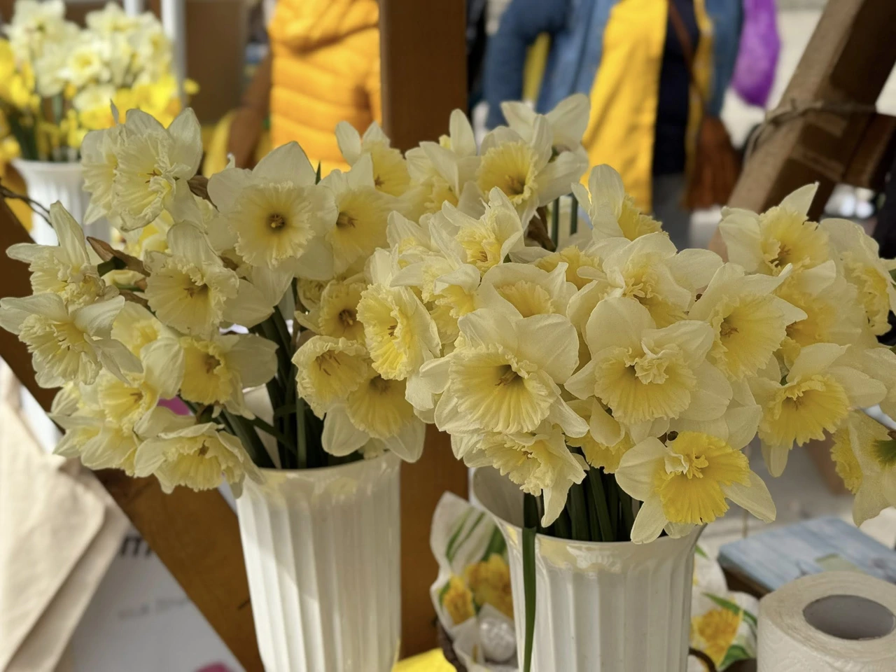 Dan narcisa u Osijeku, Foto: Ivan Vuknić/HRT Radio Osijek