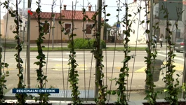 Pula ozelenjuje autobusne stanice