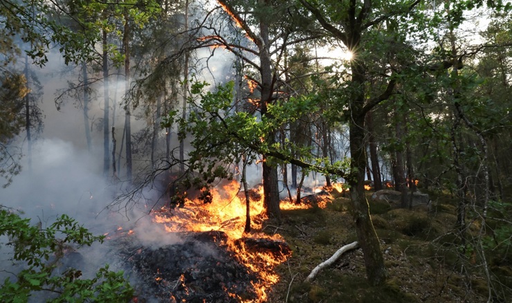 Požar pustoši povijesno važnu šumu Fontainebleau kod Pariza