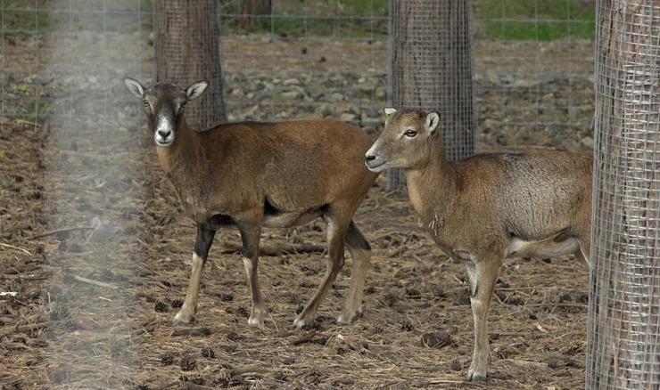Utočište Veresegyházi