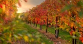 Bolest "zlatne žutice", vinogradari traže rješenje 