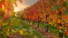 Bolest "zlatne žutice", vinogradari traže rješenje 