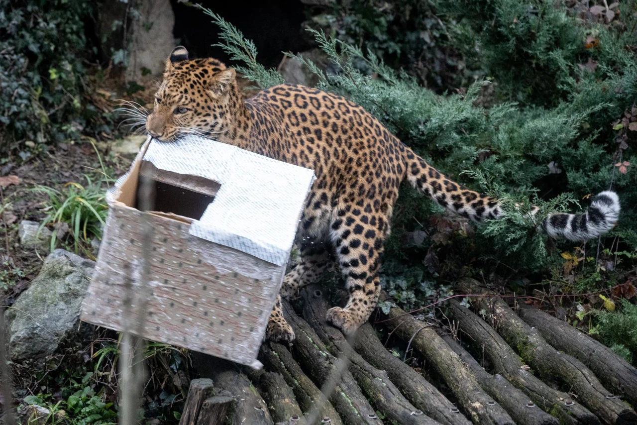 Djelatnici ZOO-a životinjama uručili božićne darove, Foto: Davor Puklavec/Pixsell