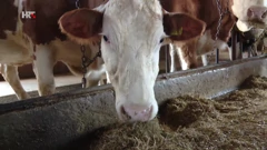 Farma krava, Foto: HTV/HRT