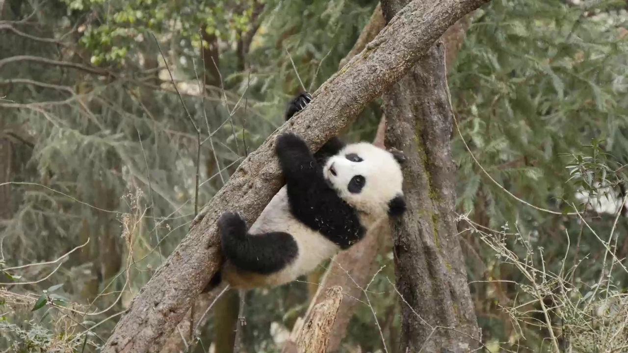 Ponedjeljak, 5. siječnja na Drugom , Foto: Četiri godišnja doba u carstvu velikih panda/dokumenarna serija 