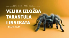 Velika izložba tarantula i insekata 