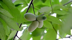Indijanska banana