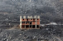 Posljedice požara u Alžiru, Foto: RAMZI BOUDINA/Reuters