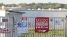 Eutanazija svinja na farmi Sokolovac