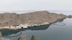 Uzgoj pastrva u podvelebitskom kanalu