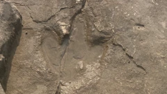 Fosili dinosaura i njihova nalazišta proglašena zaštićenim dijelom prirode