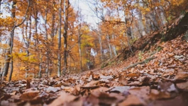 Planinarska staza na Medvednici