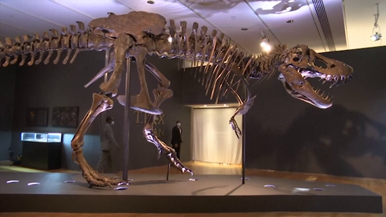 Dinosauri