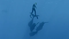 Ponedjeljak, 12. siječnja na Drugom, Foto: Titani mora: Obiteljski odnosi/dokumentarni film