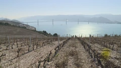 Pobuna vinara u Komarni: Zašto je stopirana gradnja vinarija?