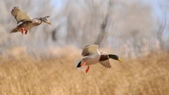 Foto: http://www.worldmigratorybirdday.org